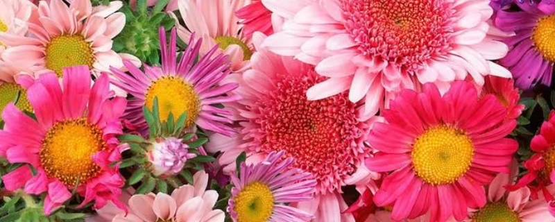 鲜花保水棉能用化妆棉代替吗