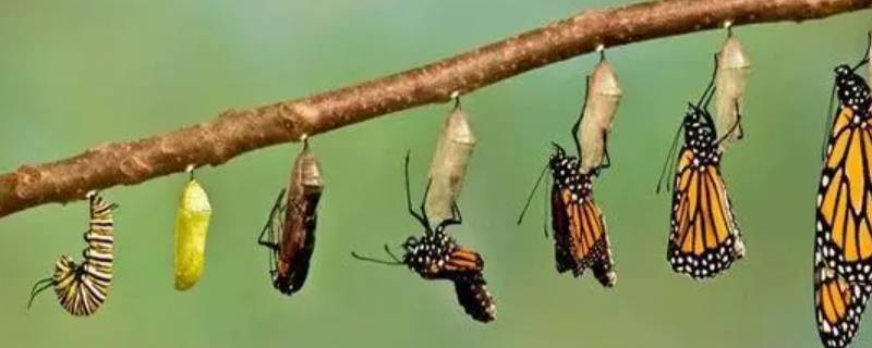 家里破茧成蝶是什么征兆