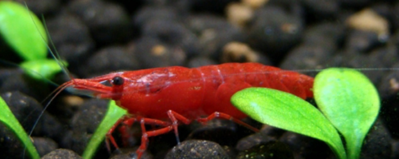 为什么血腥玛丽公虾不红