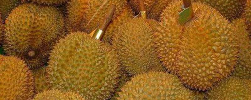 榴莲能用塑料袋捂着吗