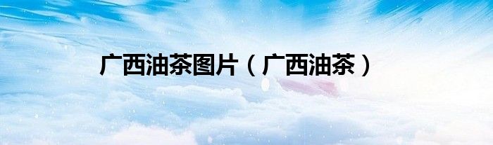 广西油茶图片（广西油茶）